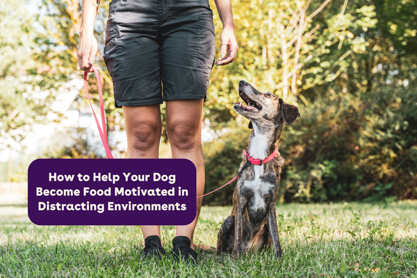 How to Help Your Dog Become Food Motivated in Distracting Environments | Pupford
