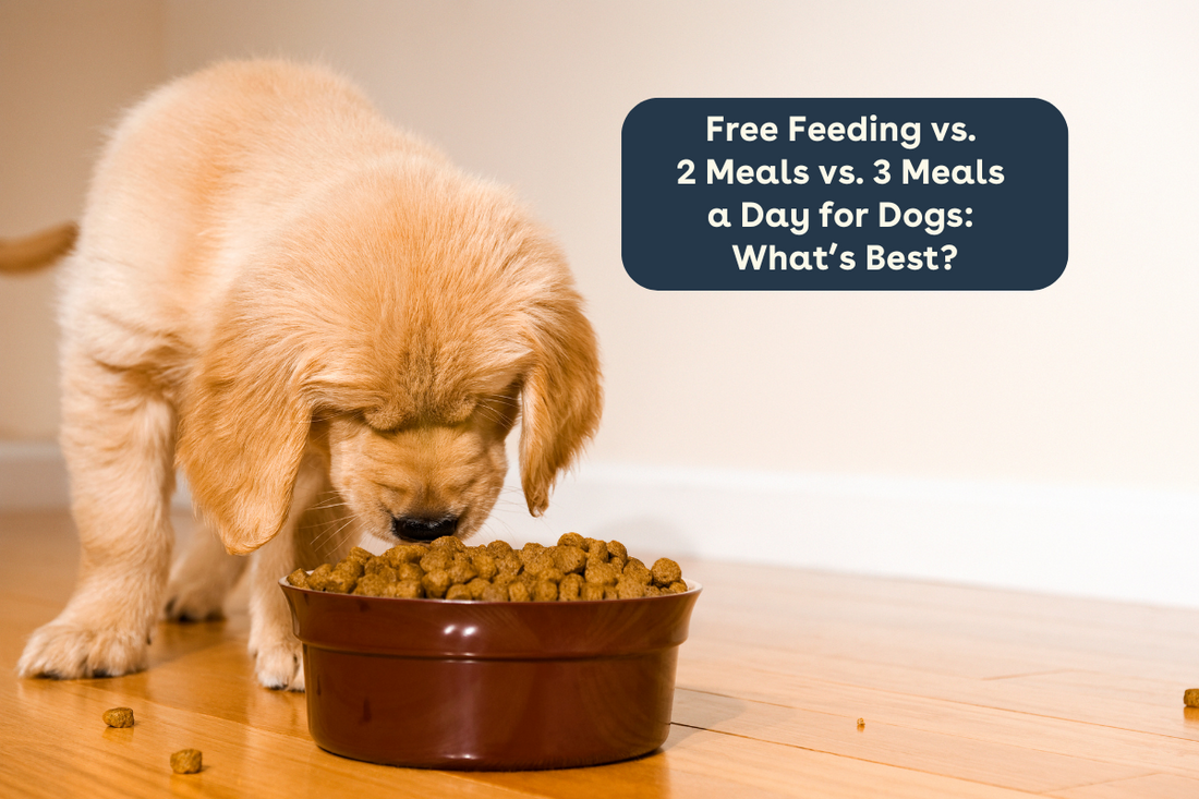 Free Feeding vs. 2 Meals vs. 3 Meals a Day for Dogs: What’s Best? | Pupford