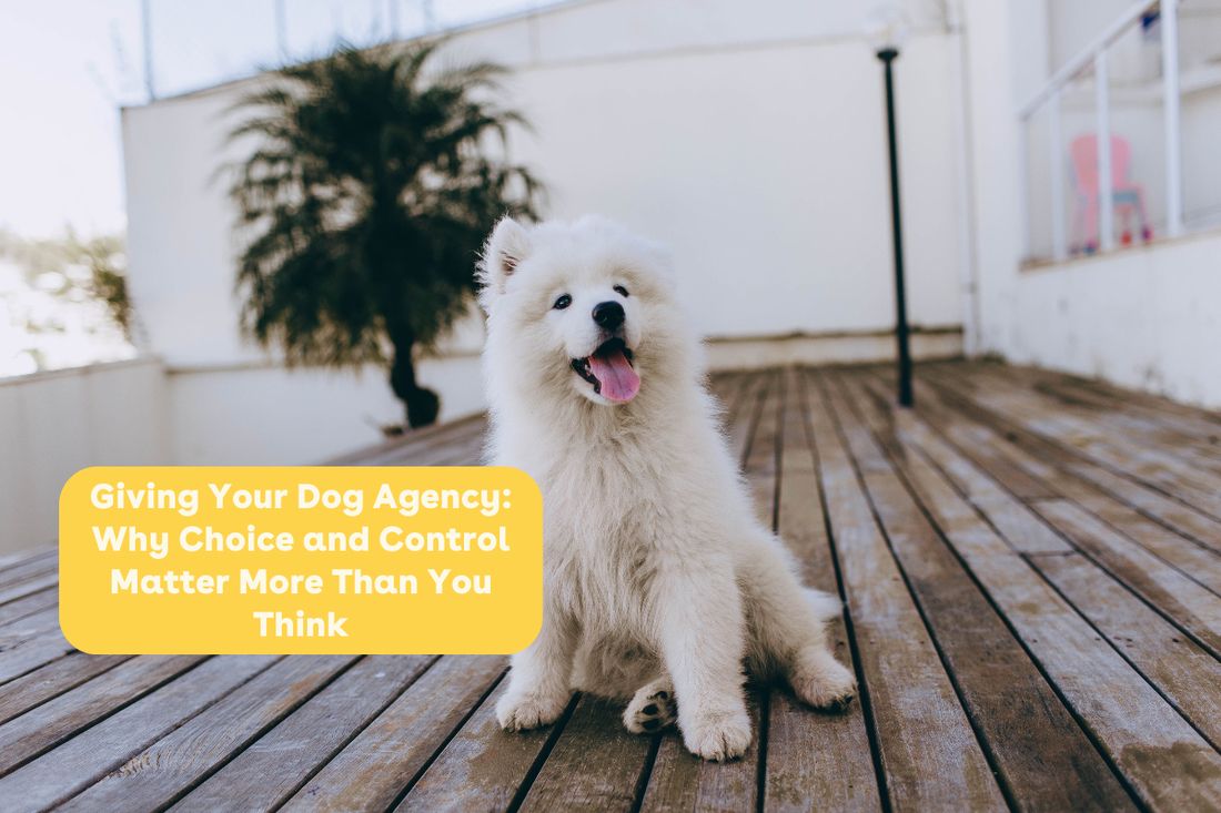 Giving Your Dog Agency: Why Choice and Control Matter More Than You Think | Pupford