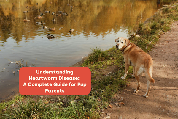 Understanding Heartworm Disease: A Complete Guide for Pup Parents | Pupford