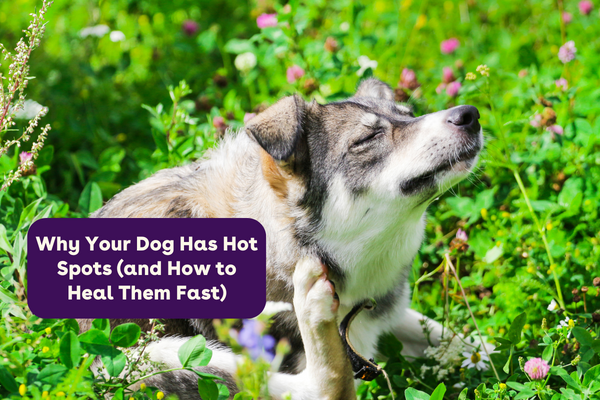 Why Your Dog Has Hot Spots (and How to Heal Them Fast) | Pupford