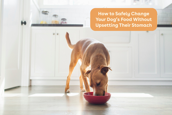 How to Safely Change Your Dog’s Food Without Upsetting Their Stomach | Pupford