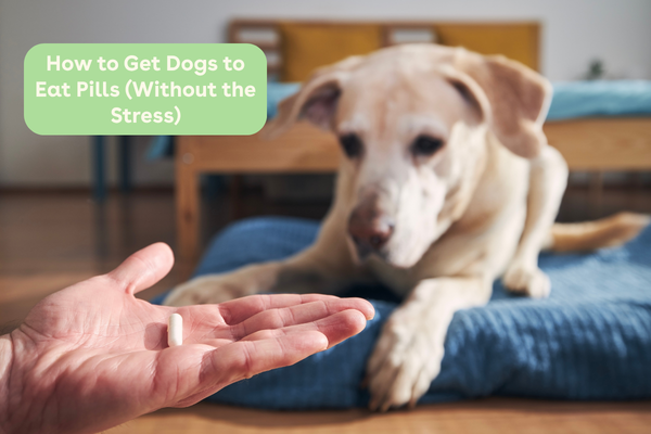 How to Get Dogs to Eat Pills (Without the Stress) | Pupford