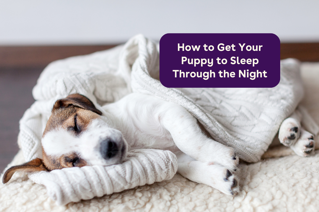 How to Get Your Puppy to Sleep Through the Night | Pupford