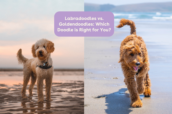 Labradoodles vs. Goldendoodles: Which Doodle is Right for You? | Pupford