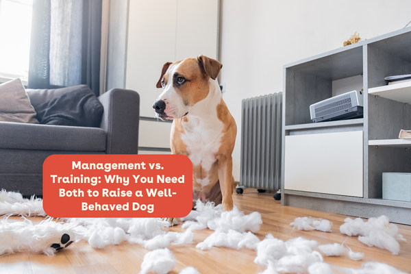 Management vs. Training: Why You Need Both to Raise a Well-Behaved Dog | Pupford