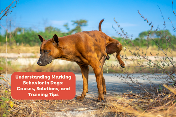Understanding Marking Behavior in Dogs: Causes, Solutions, and Training Tips | Pupford