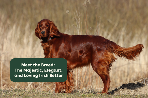 Meet the Breeds: The Majestic, Elegant, and Loving Irish Setter | Pupford