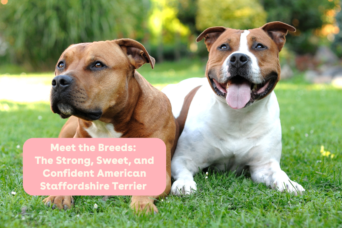 Meet the Breeds: The Strong, Sweet, and Confident American Staffordshire Terrier | Pupford