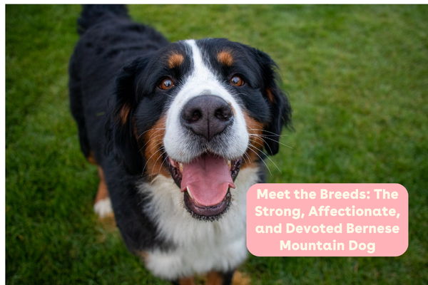 Meet the Breeds: The Strong, Affectionate, and Devoted Bernese Mountain Dog | Pupford