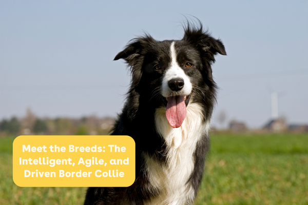 Meet the Breeds: The Intelligent, Agile, and Driven Border Collie | Pupford