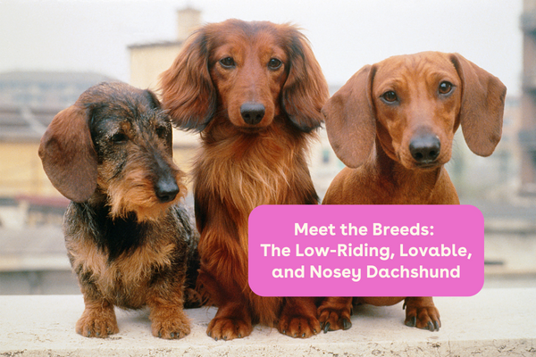 Meet the Breeds: The Low-Riding, Lovable, and Nosey Dachshund | Pupford