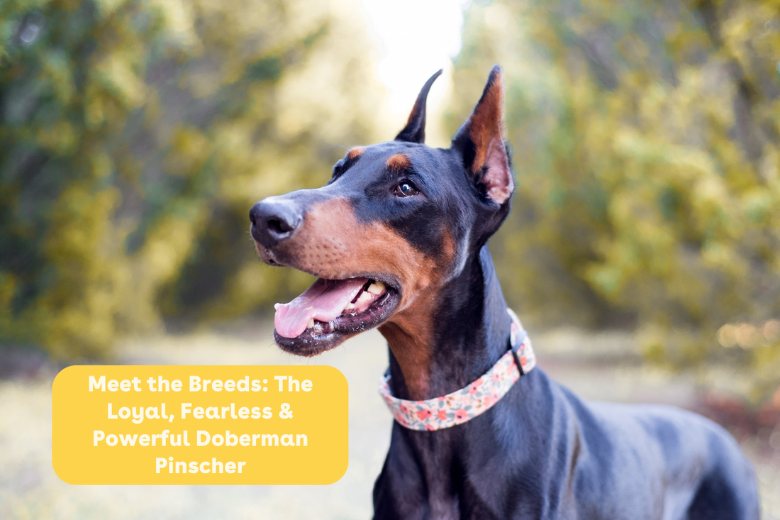 Meet the Breeds: The Loyal, Fearless & Powerful Doberman Pinscher | Pupford