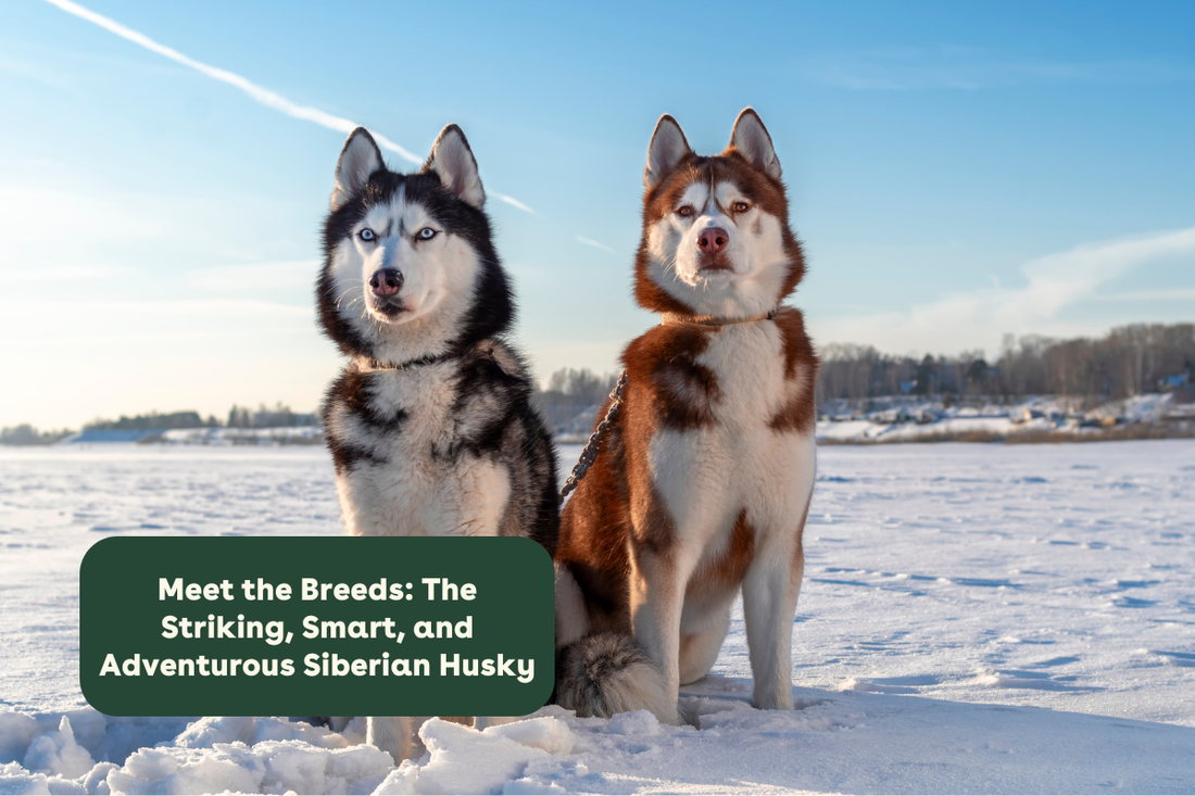 Meet the Breeds: The Striking, Smart, and Adventurous Siberian Husky | Pupford