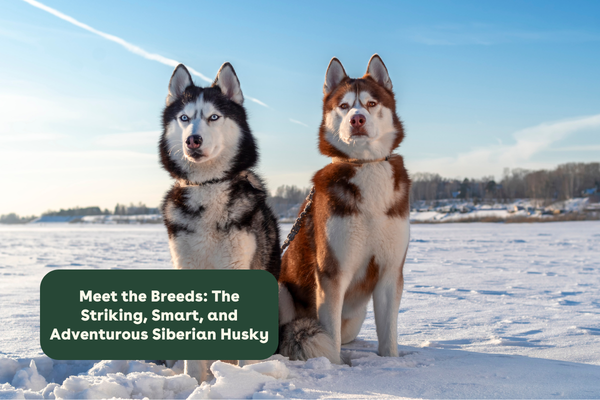 Meet the Breeds: The Striking, Smart, and Adventurous Siberian Husky | Pupford