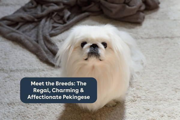 Meet the Breeds: The Regal, Charming & Affectionate Pekingese | Pupford