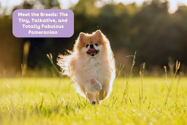 Meet the Breeds: The Tiny, Talkative, and Totally Fabulous Pomeranian | Pupford