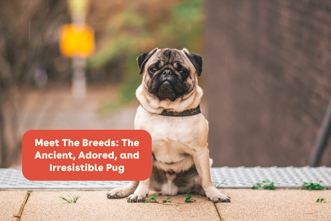 Meet The Breeds: The Ancient, Adored, and Irresistible Pug | Pupford