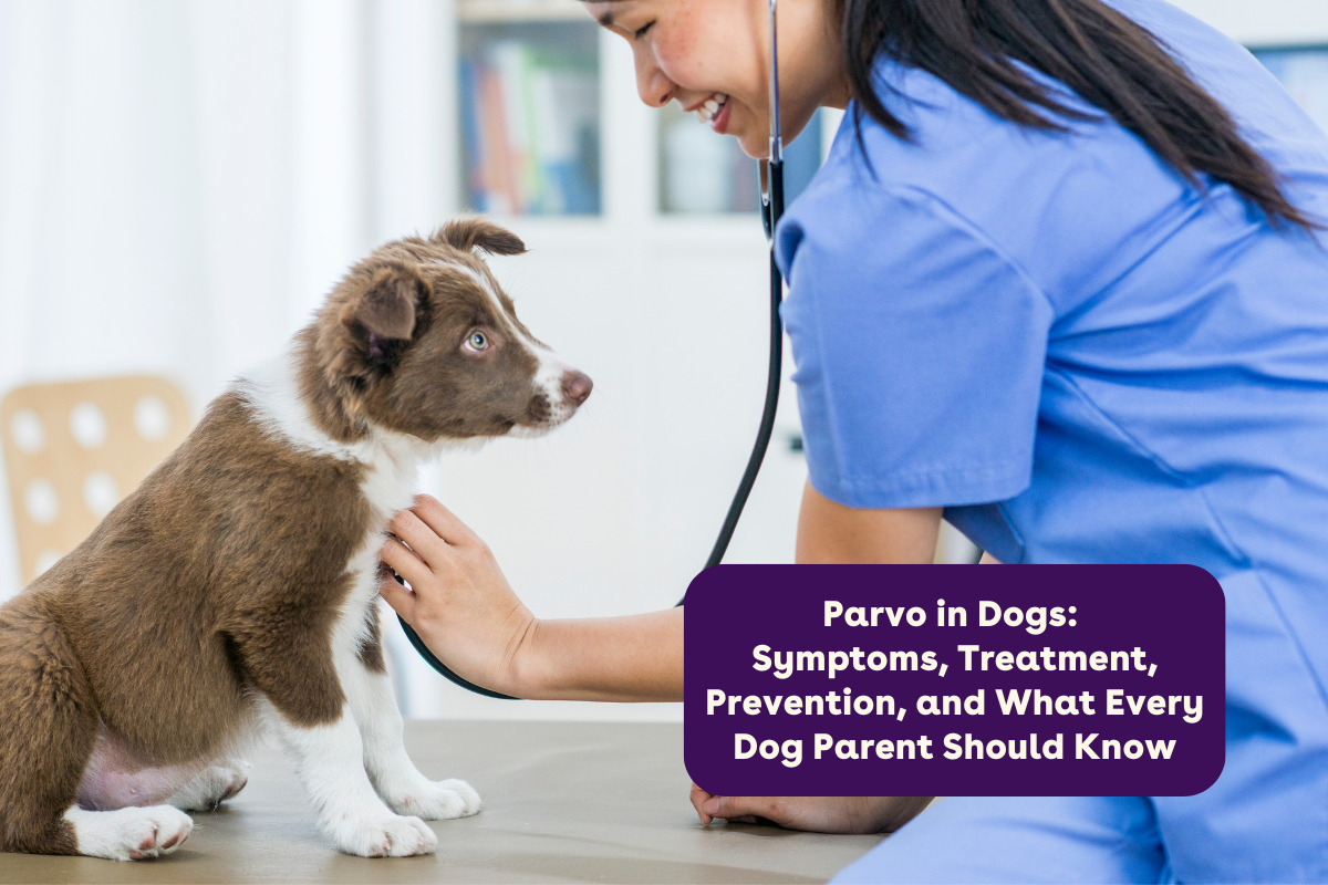Parvo in Dogs: Symptoms, Treatment, Prevention, and What Every Dog Par ...
