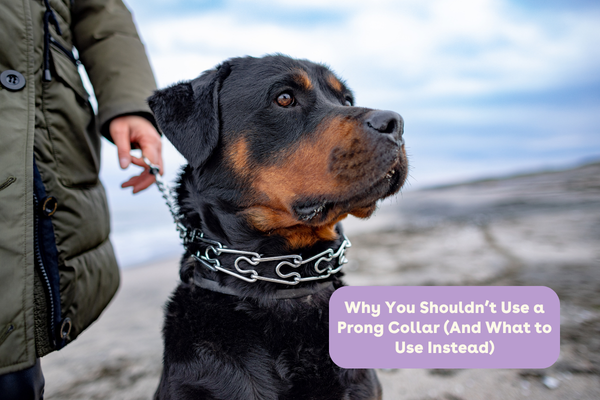 Why You Shouldn’t Use a Prong Collar (And What to Use Instead) | Pupford