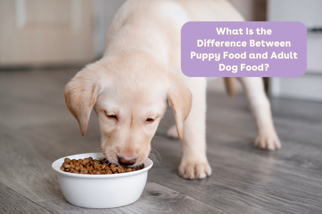 What Is the Difference Between Puppy Food and Adult Dog Food? | Pupford