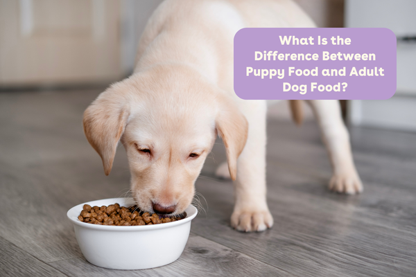 What Is the Difference Between Puppy Food and Adult Dog Food? | Pupford
