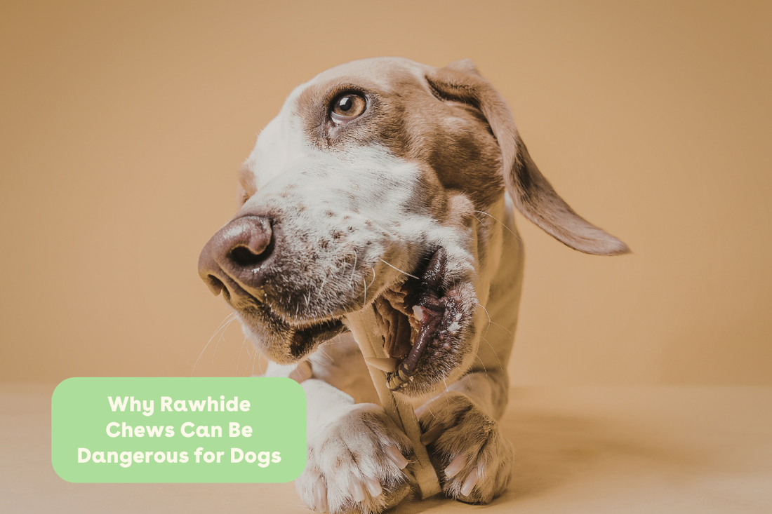 Why Rawhide Chews Can Be Dangerous for Dogs | Pupford