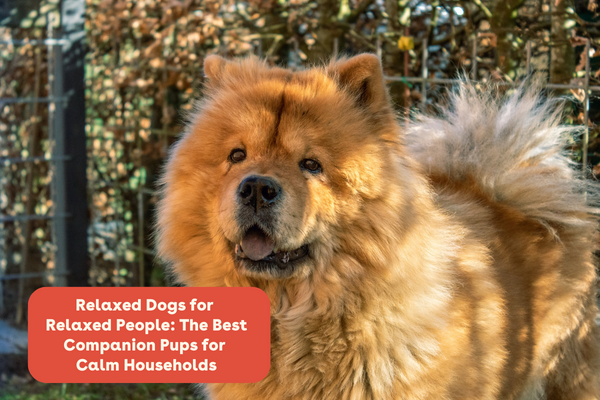 Relaxed Dogs for Relaxed People: The Best Companion Pups for Calm Households | Pupford