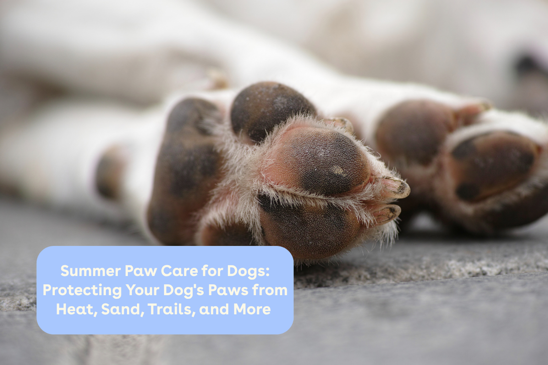 Summer Paw Care for Dogs: Protecting Your Dog's Paws from Heat, Sand, Trails, and More | Pupford