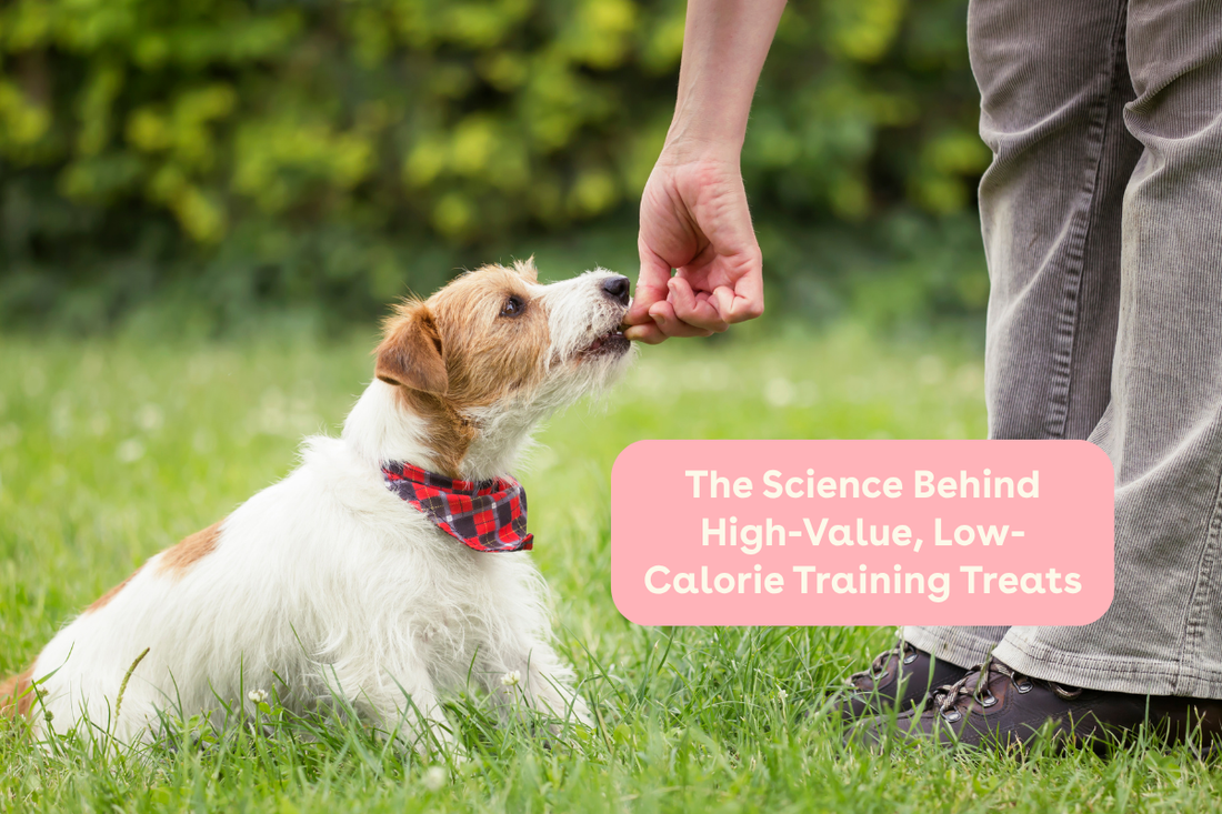 The Science Behind High-Value, Low-Calorie Training Treats | Pupford