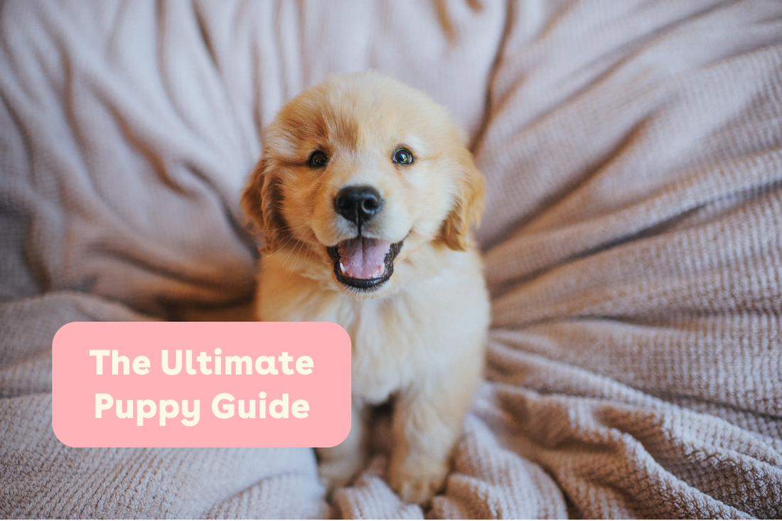 The Ultimate Puppy Guide | Pupford