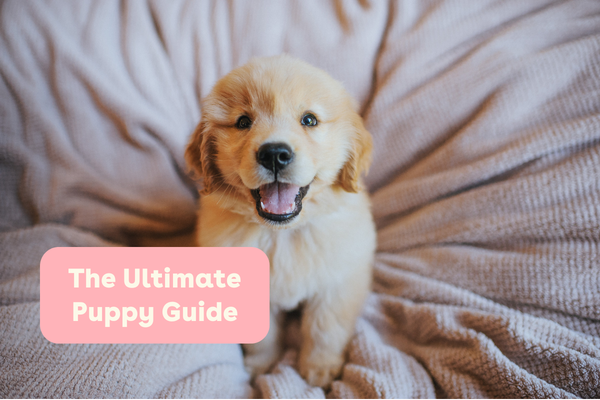 The Ultimate Puppy Guide | Pupford