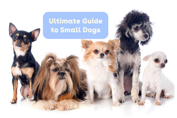 Ultimate Guide to Small Dogs: Care, Training, Chart & More | Pupford