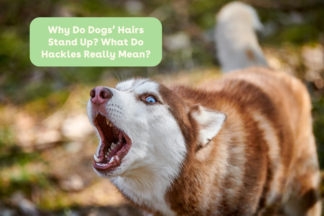 Why Do Dogs’ Hairs Stand Up? What Do Hackles Really Mean? | Pupford