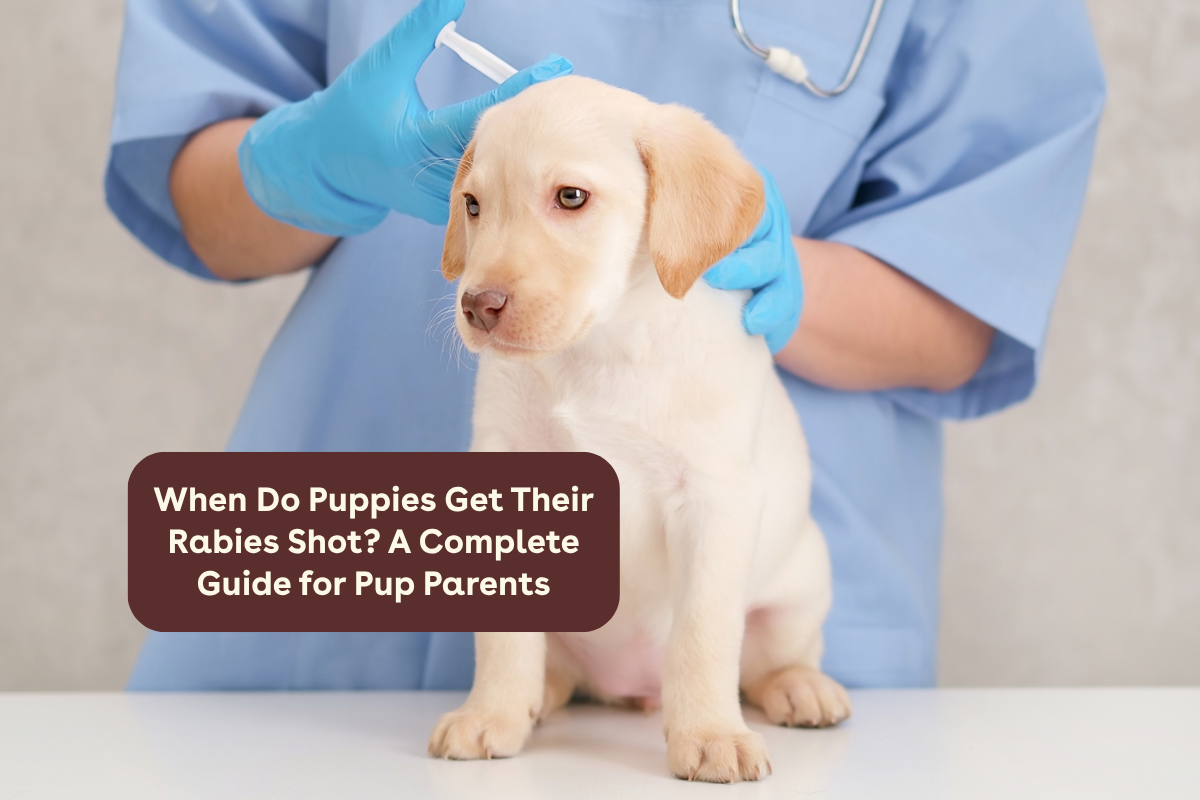 Dogs Get Rabies When Do Puppies Get Their Rabies Shot? A Complete Guide for Pup Parent ...
