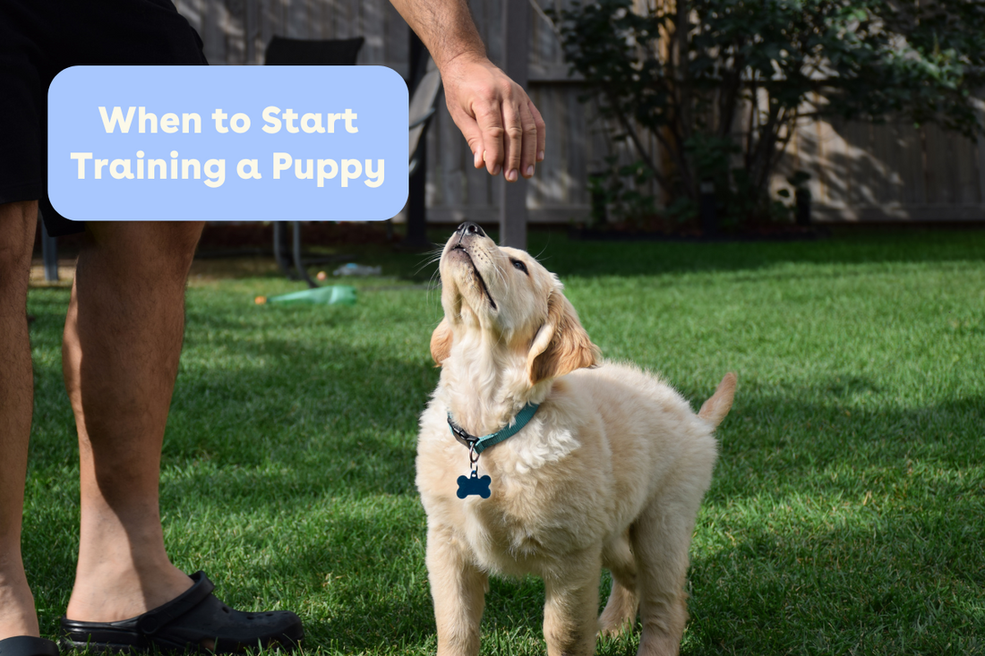 When to Start Training a Puppy | Pupford
