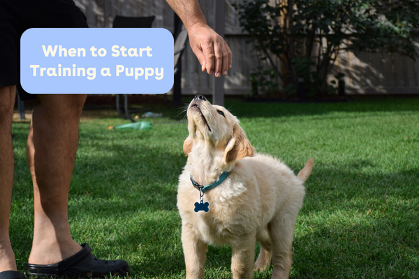 When to Start Training a Puppy | Pupford