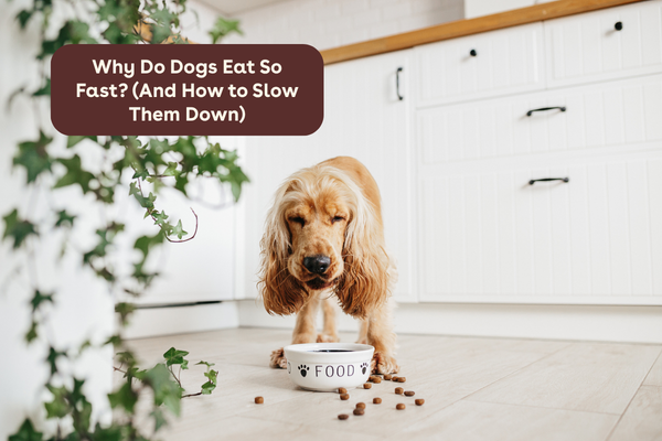 Why Do Dogs Eat So Fast? (And How to Slow Them Down) | Pupford