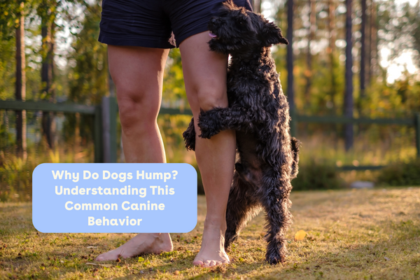 Why Do Dogs Hump? Understanding This Common Canine Behavior | Pupford