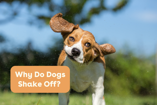 Why Do Dogs Shake Off? | Pupford