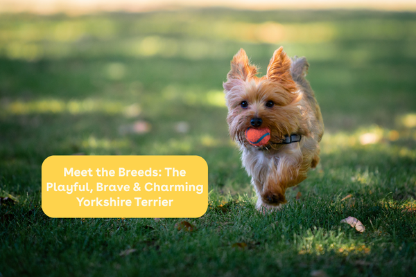 Meet the Breeds: The Playful, Brave & Charming Yorkshire Terrier | Pupford