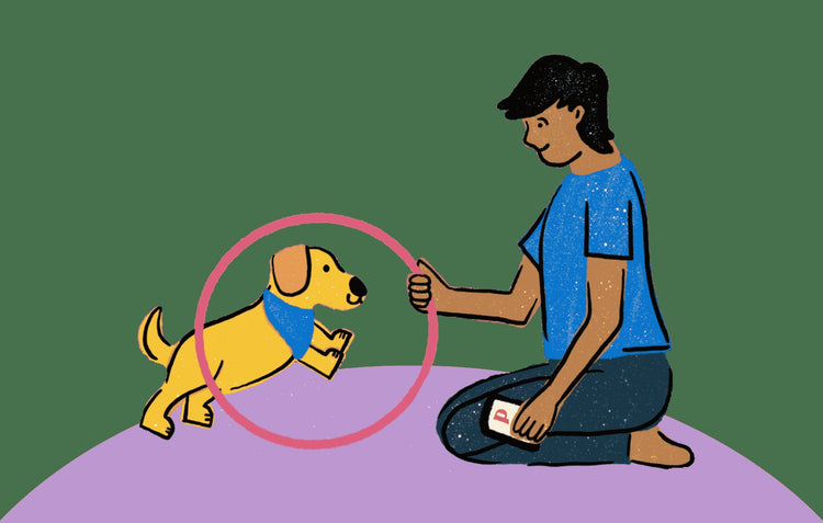 Leashes and Harnesses