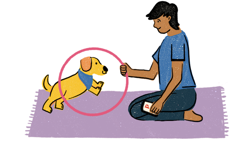 a dog doing an enriching activity with a human | Pupford
