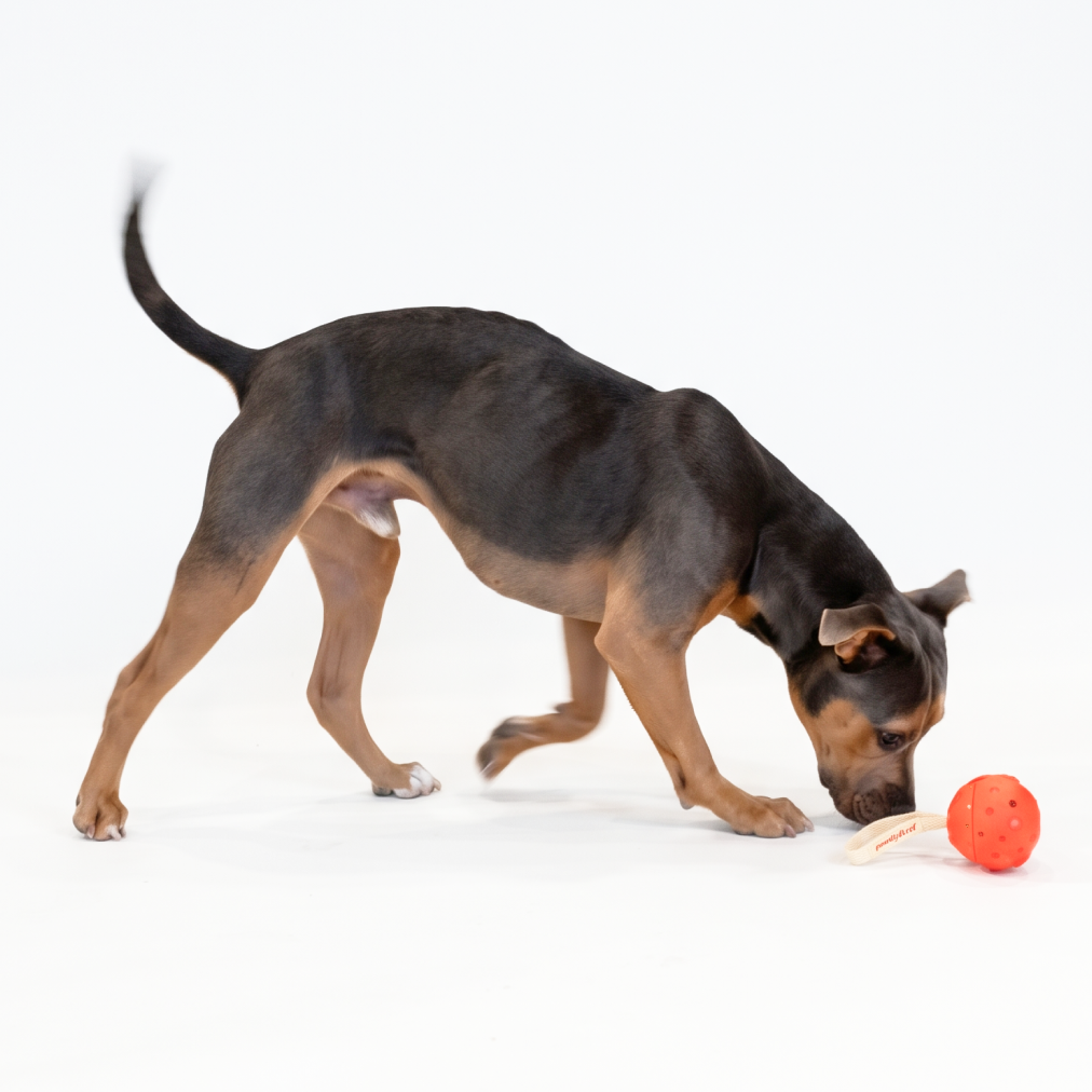Moonball Treat Dispensing Tumble Toy - gallery image 3
