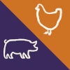 Pork<br>AND<br>FD Chicken