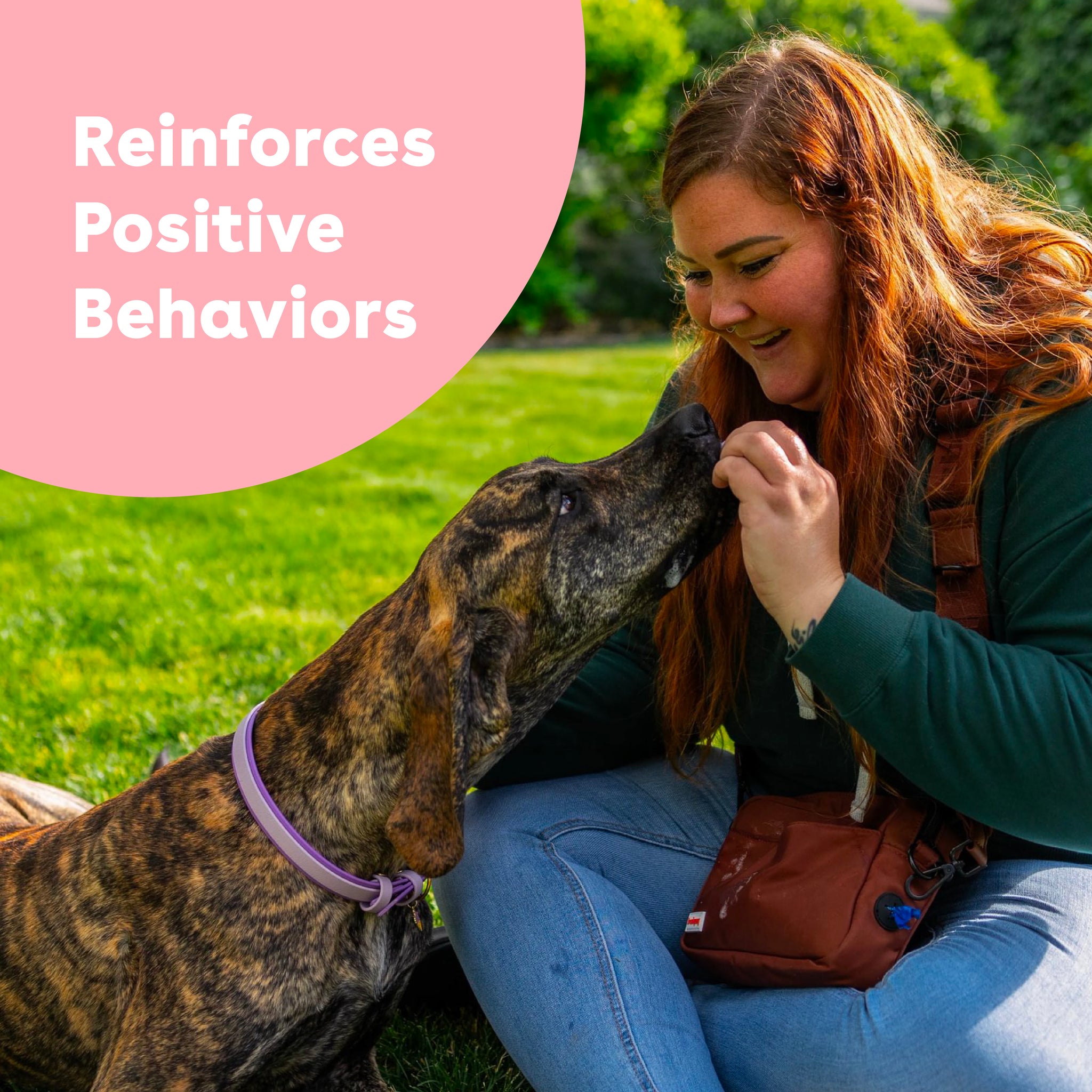 Freeze Dried Mango Training Treats - product image 3