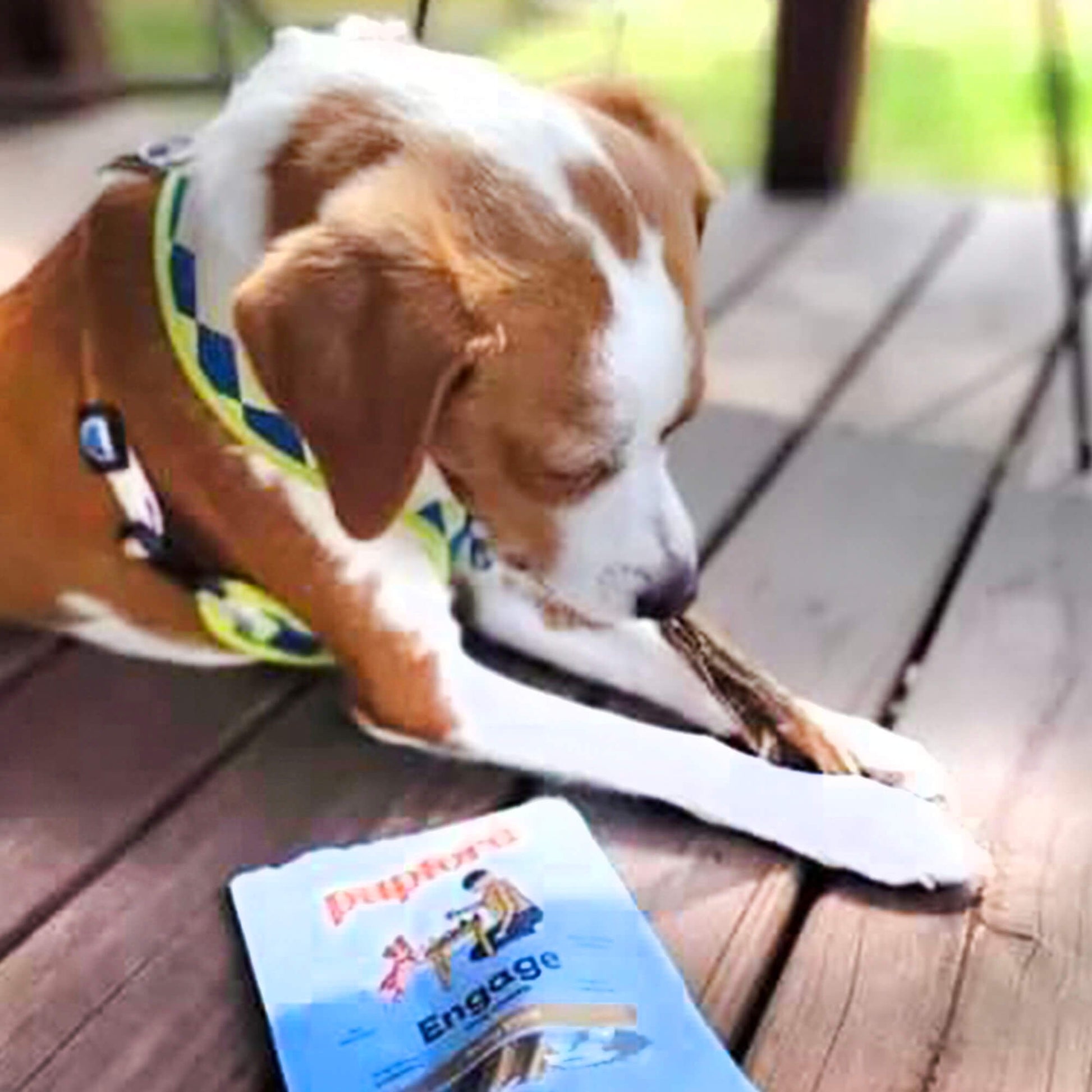 a brown and white dog chewing on a bully stick chew | Pupford