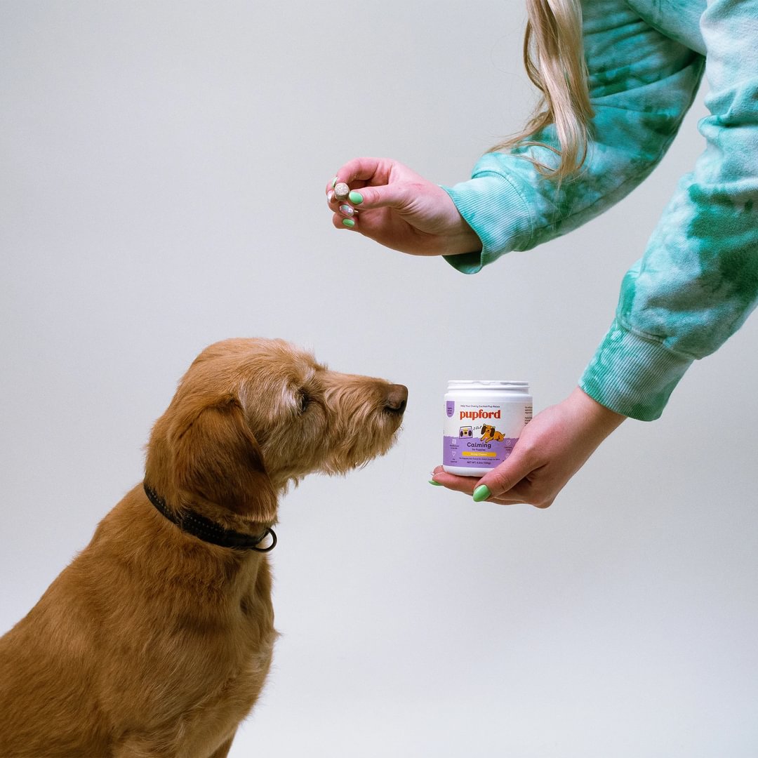 a brown dog about to take a calming supplement to relax | Pupford