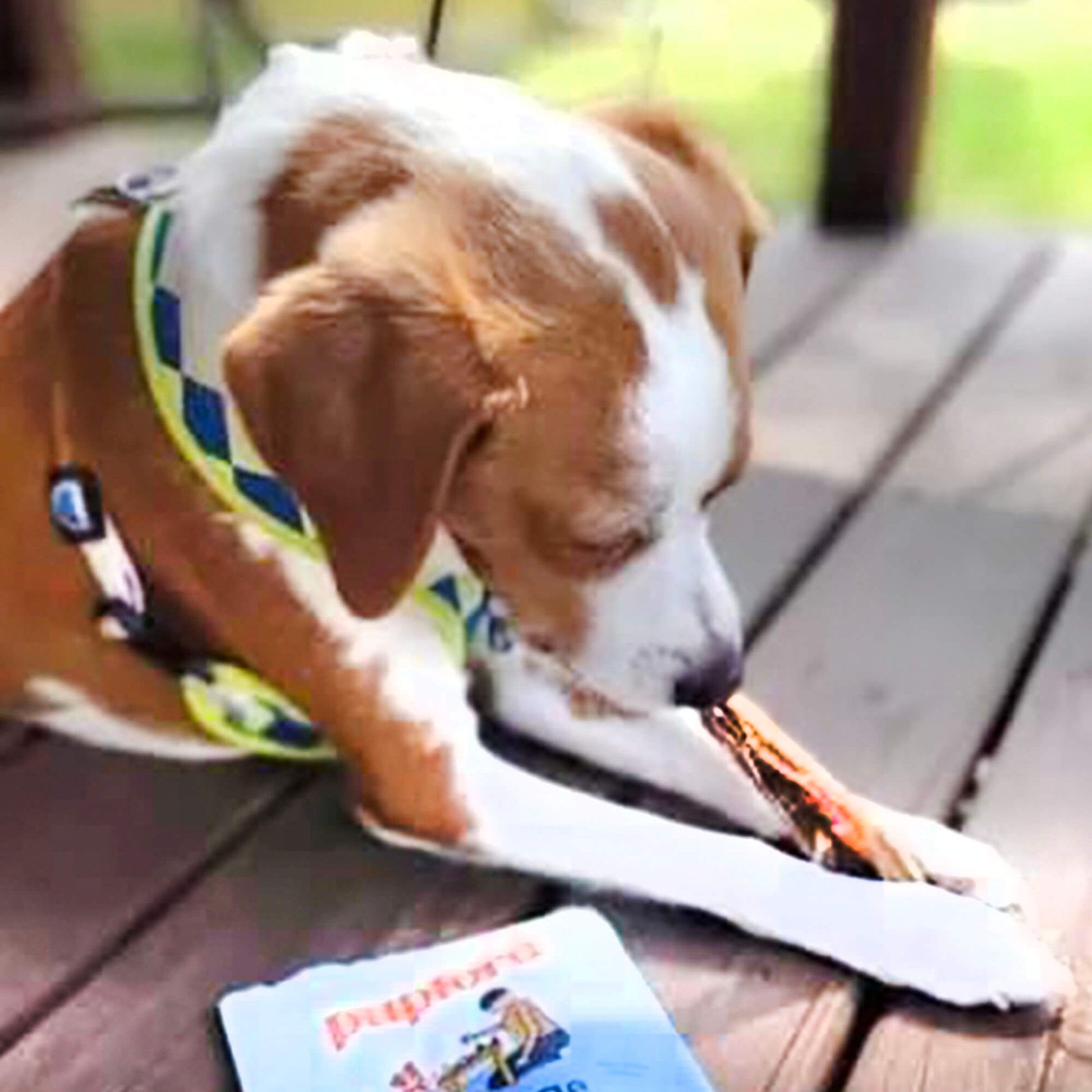 a brown dog eating a beef tendon chew | Pupford