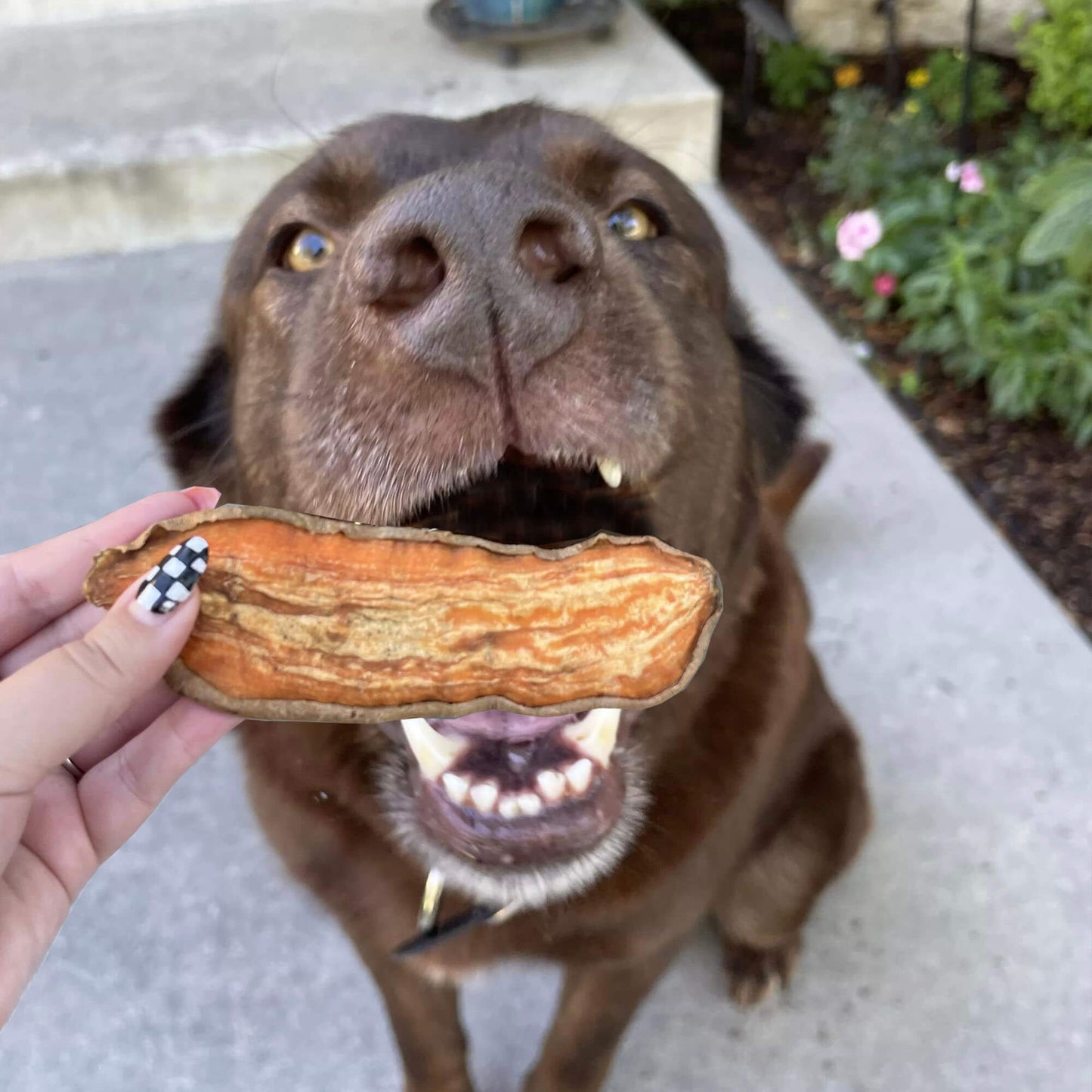 a brown lab eating a jerky treat made of sweet potatoes | Pupford